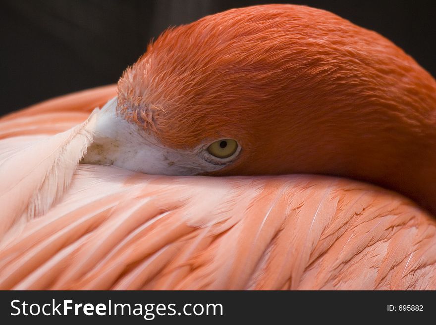 A flamingo closeup