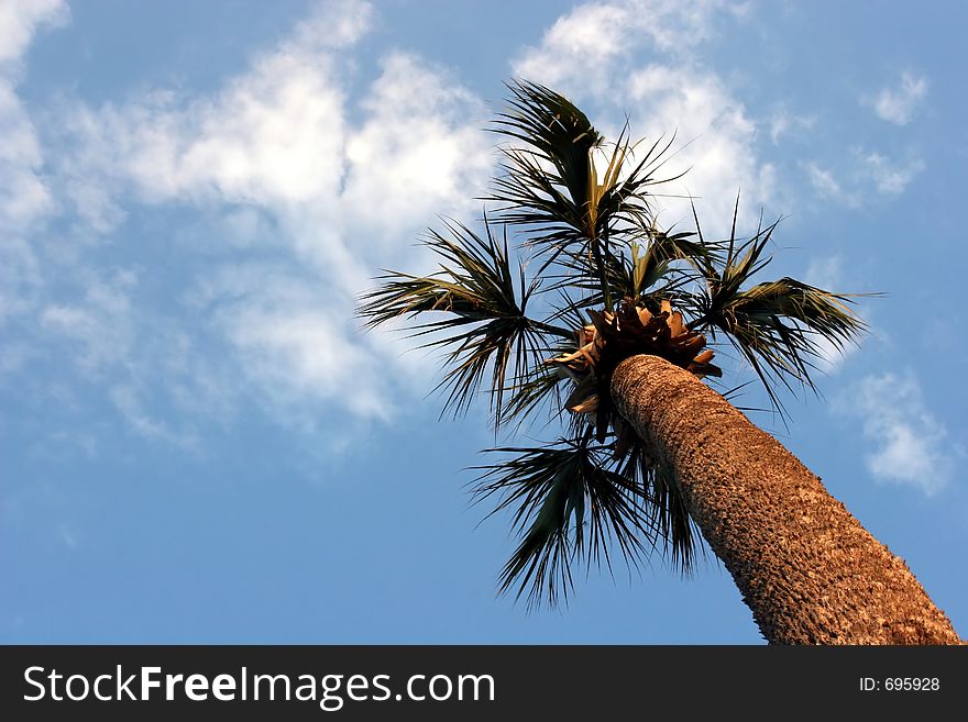 Palm tree reaching up to blue sky.