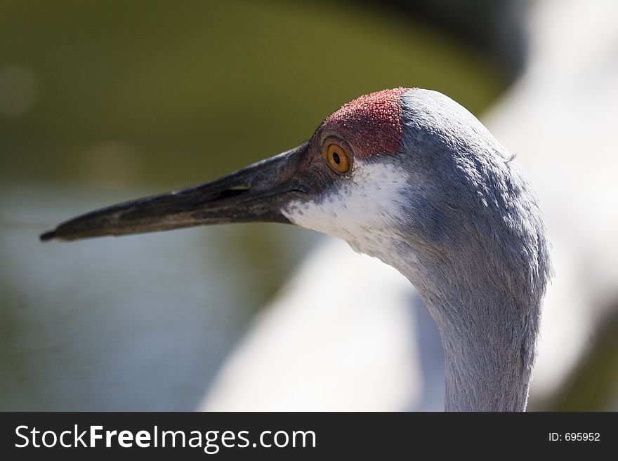 Sandhill crane closeup