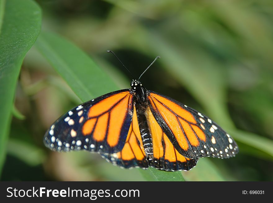 Monarch on leaf