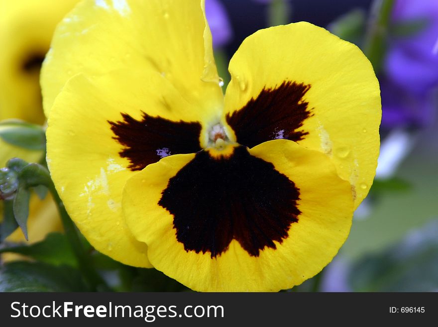 Spring flower opening for the first sunbeams