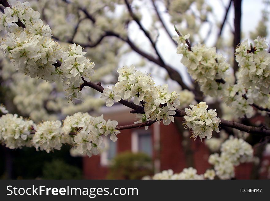 Spring blooming tree