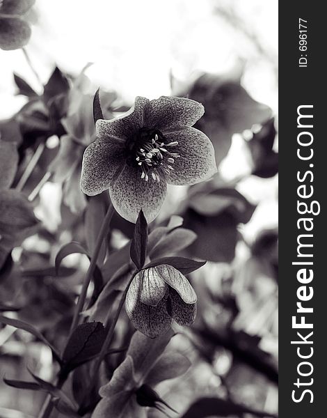 Black and white hellebore or lenten rose