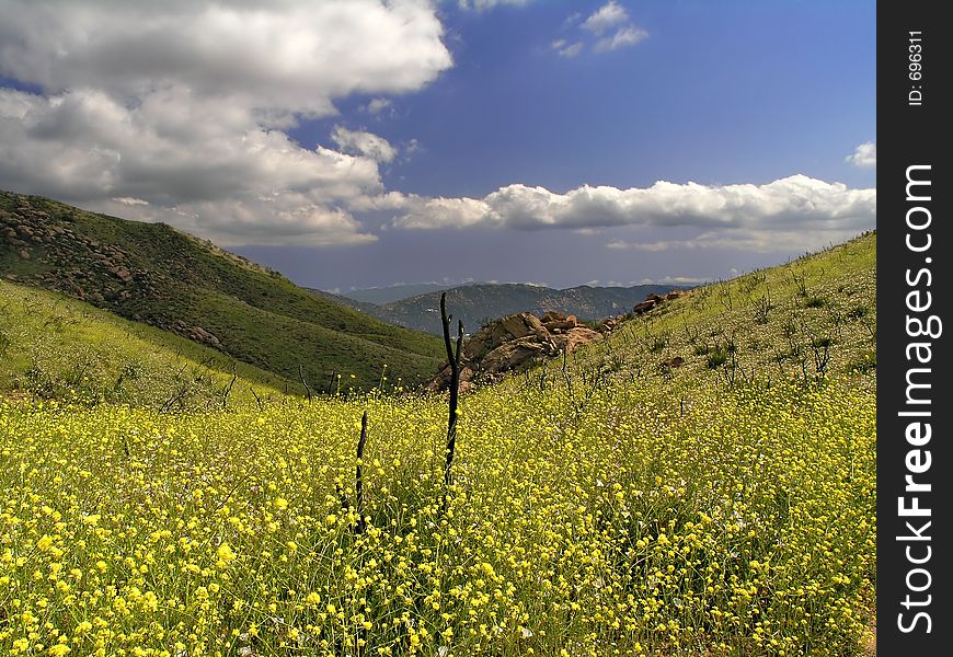 Bright yellow flowers line valley to clouds. Bright yellow flowers line valley to clouds