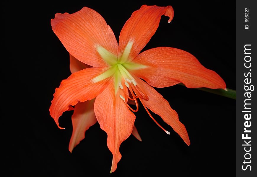 Red amaryllis flower on the black background