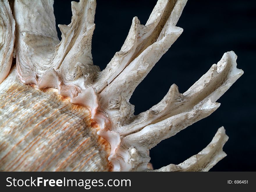 Macro image of the spines on a shell. Macro image of the spines on a shell.