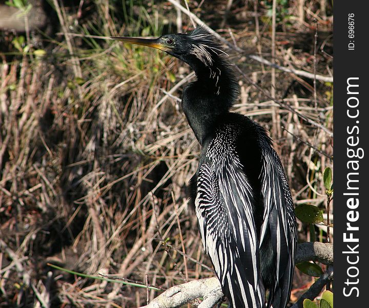 Anhinga In The Bush