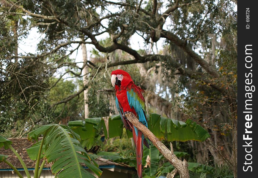 Green Winged Macaw (ara chloptera)