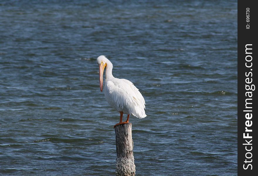 This White Ibis takes a rest on a broken tree stump in the Indian River Lagoon.