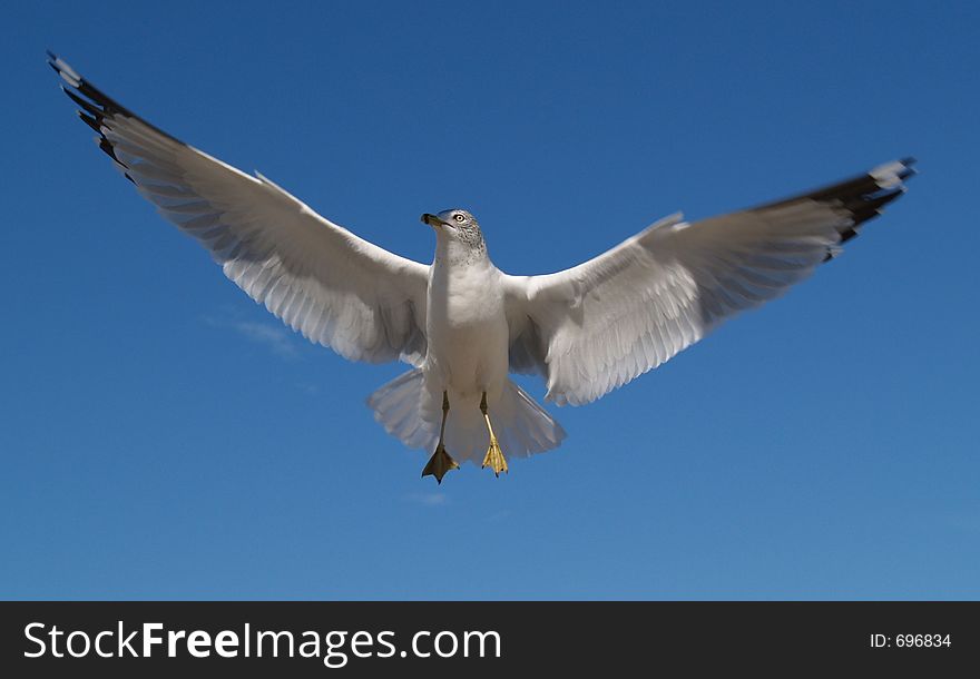 I captured this seagull in flight just as he spread his wings to the maximum. I captured this seagull in flight just as he spread his wings to the maximum.