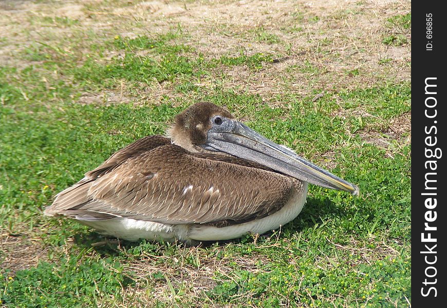 Tired Pelican