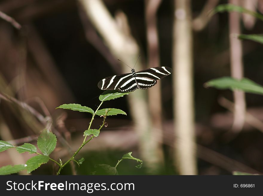 This Zebra Longwing was flying happily in thge Enchanted Forest in Titusville, FL