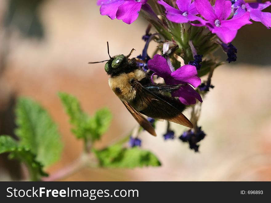Bee on Purple Verbena. Bee on Purple Verbena