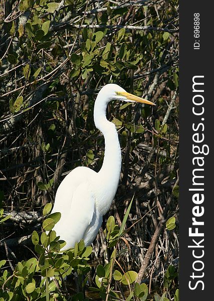 White Egret In A Tree