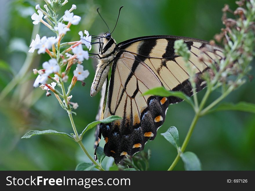 Swallowtail Butterfly Feeding on a White Butterfly Bush