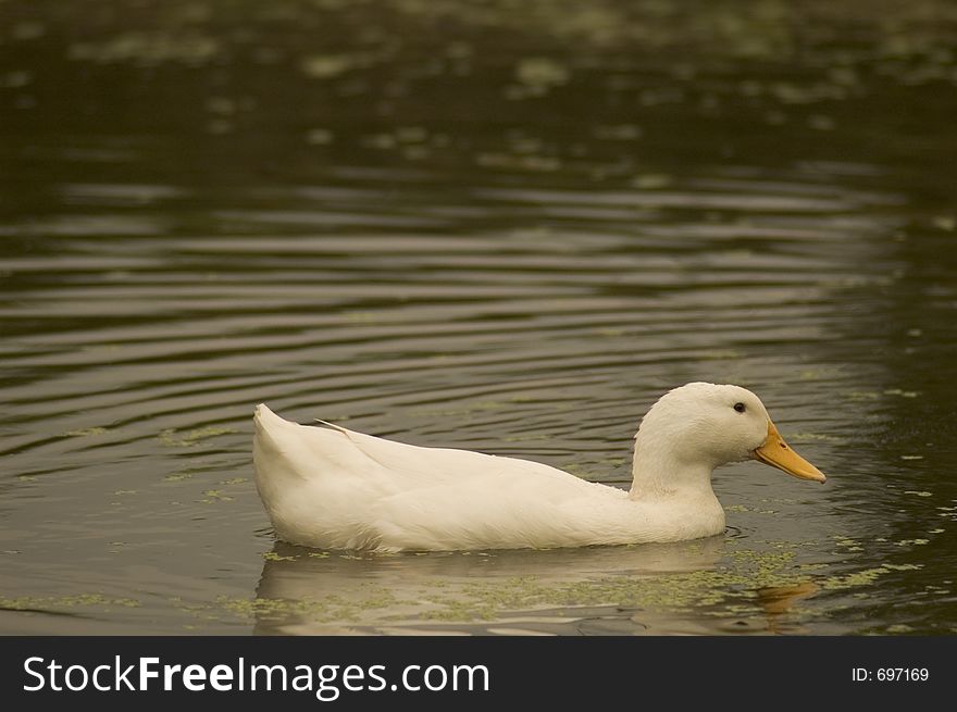 White Duck swimming