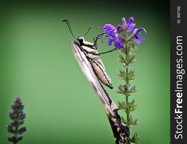 Side View of a Swallowtail Butterfly. Side View of a Swallowtail Butterfly