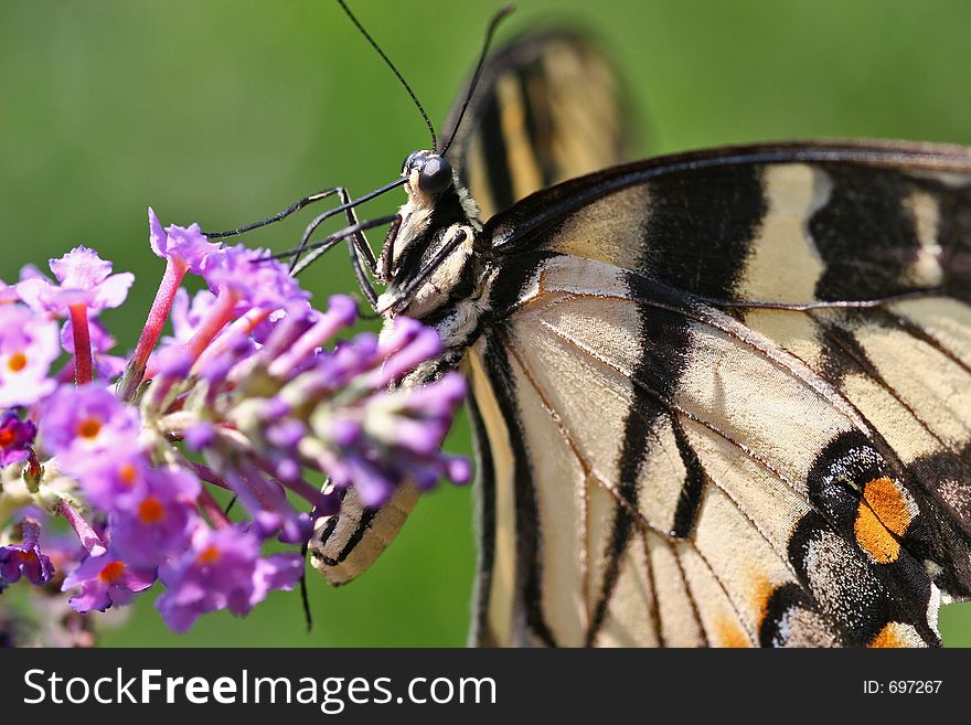 Swallowtail Butterfly Feeding on a Purple Butterfly Bush