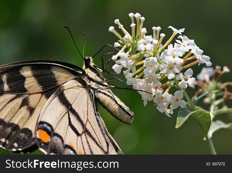 Swallowtail Butterfly Feeding on White Butterfly Bush