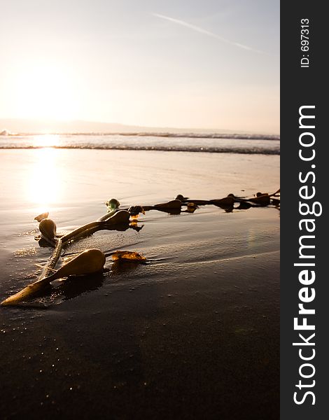 Abstract shot of seaweed on the beach at sunset. Abstract shot of seaweed on the beach at sunset