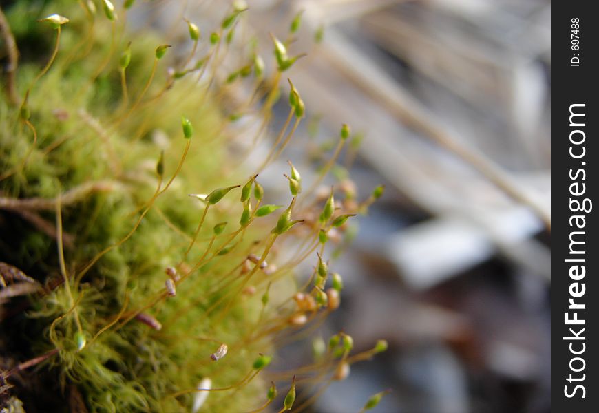 Sprouts coming out of moss