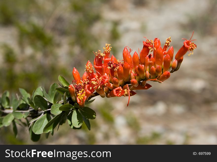 Blooming Ocotillo Cactus Flower in Spring. Blooming Ocotillo Cactus Flower in Spring