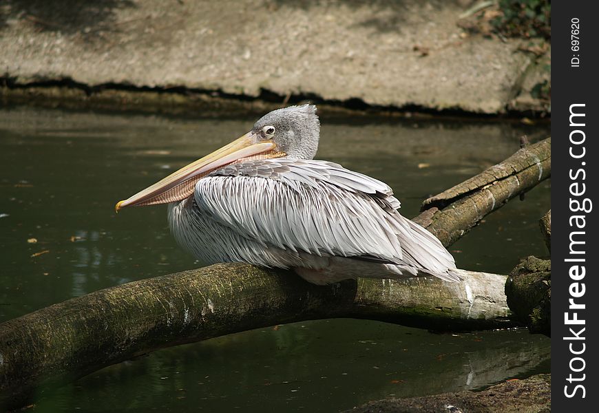 Pelican at branch