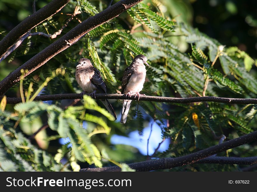 Couple of zebra doves, standing on a tree branch