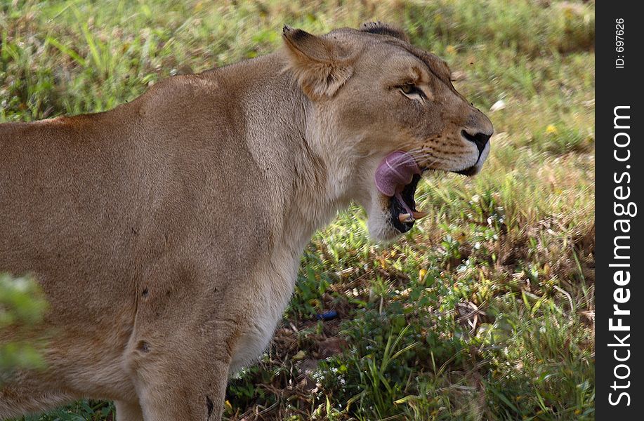 Female lion licking mouth with flies all over