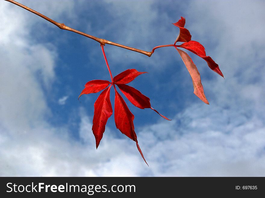 Red Virginia Creeper leaf against sky