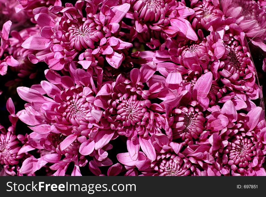 Bunch of purple milady asters flowers background. Bunch of purple milady asters flowers background