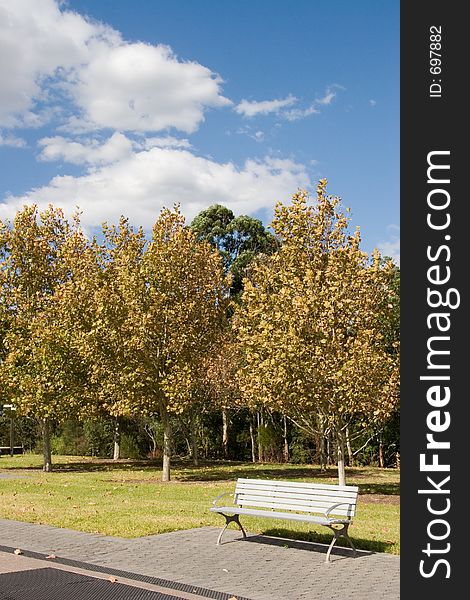 Row of trees in park - Homebush - near Sydney Olympic Park. Row of trees in park - Homebush - near Sydney Olympic Park