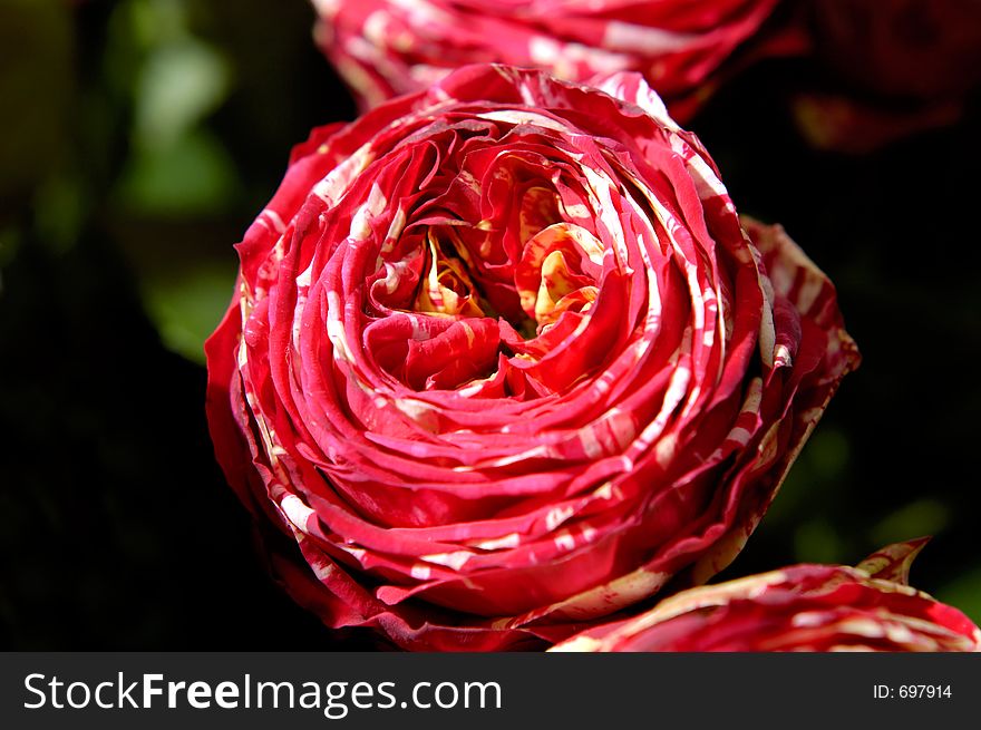 Red with white peony flowers macro organic background. Red with white peony flowers macro organic background