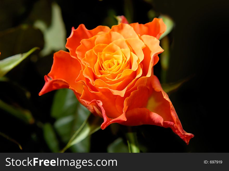 Beautiful orange rose flower macro. Beautiful orange rose flower macro