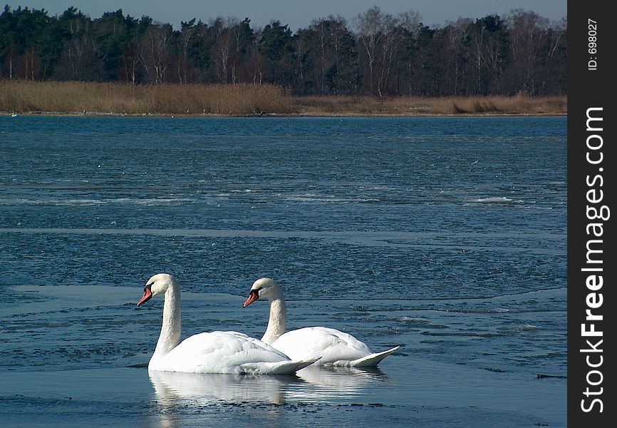 Two swans on the river