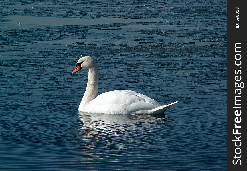 Swan in the water