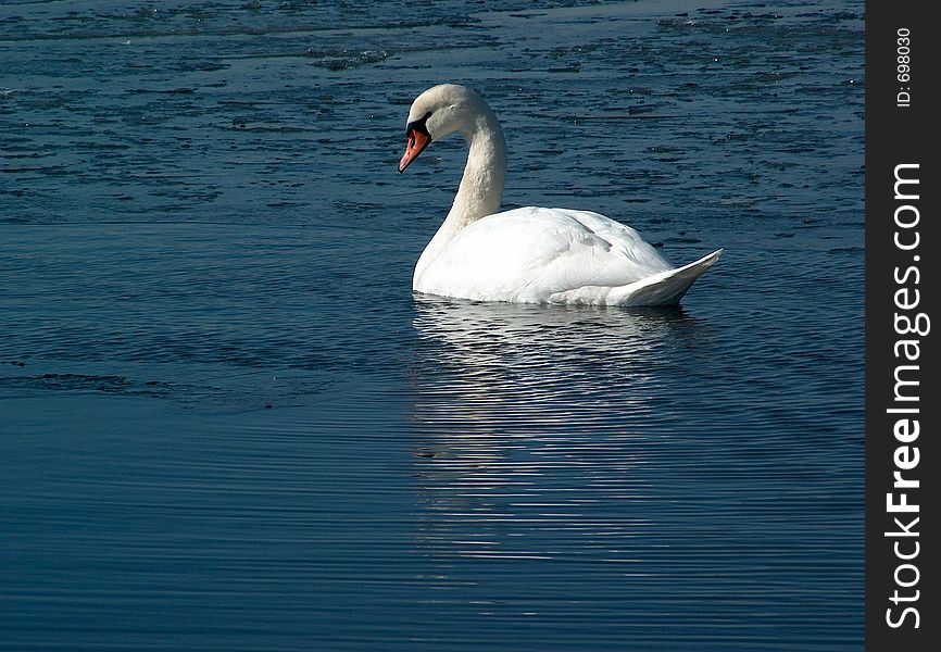 Swan on the frozen river