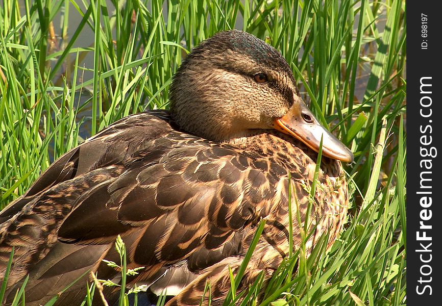 An adult female duck - mallard