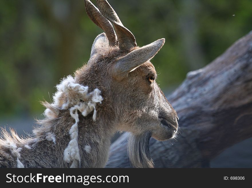 Female Turkomen Markhor