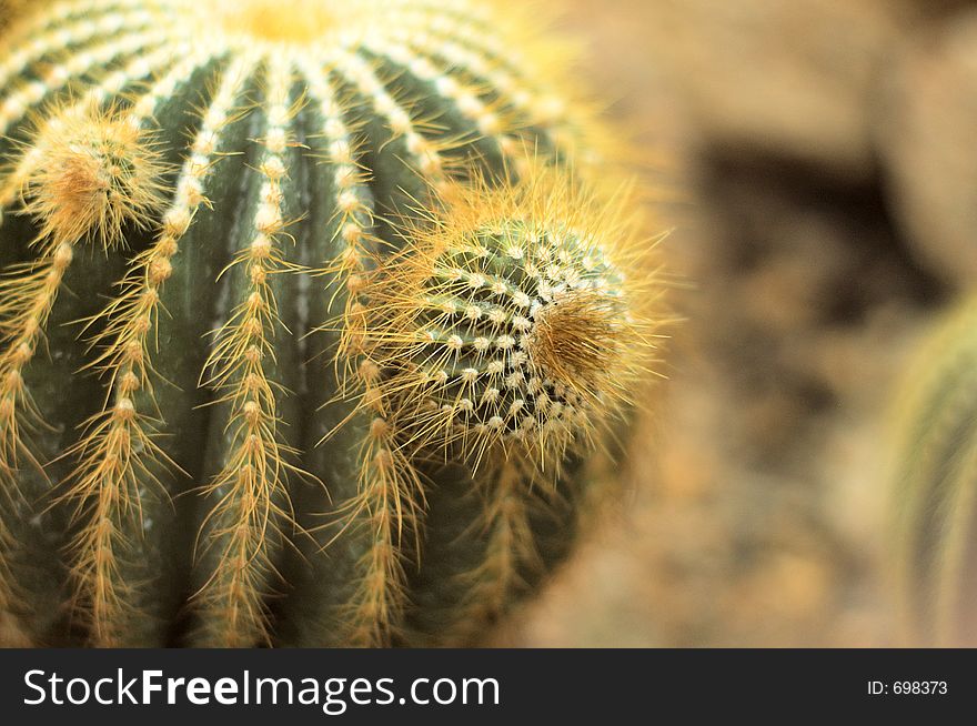 Detail of yellow cactus in botanic garden