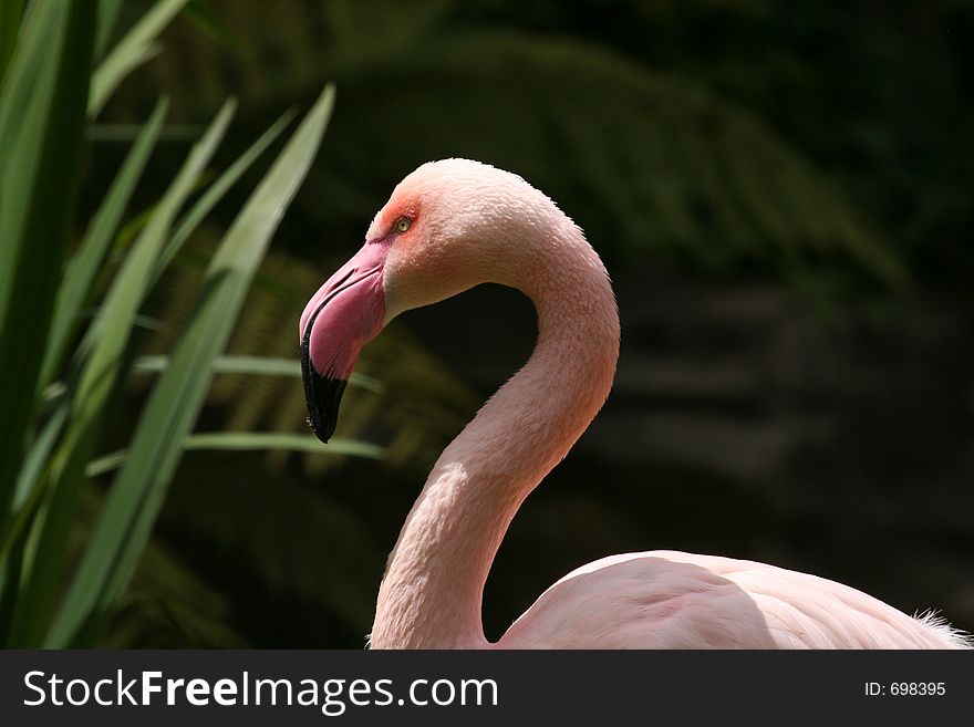 Flamingo head looking angry