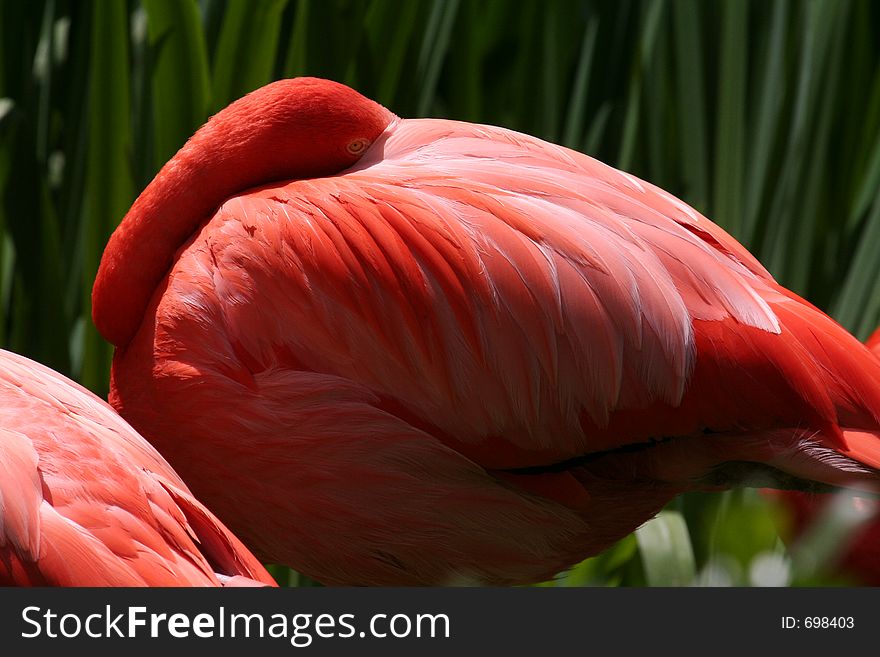 Flamingo resting, head on it's back