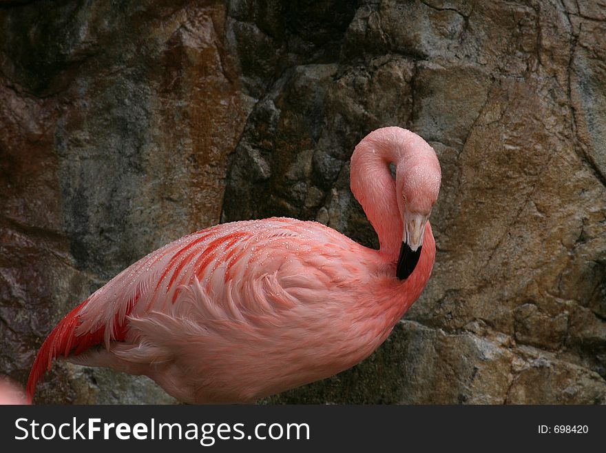 Flamingo under a water shower. Flamingo under a water shower