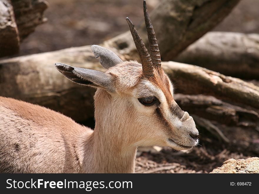 Female african goat