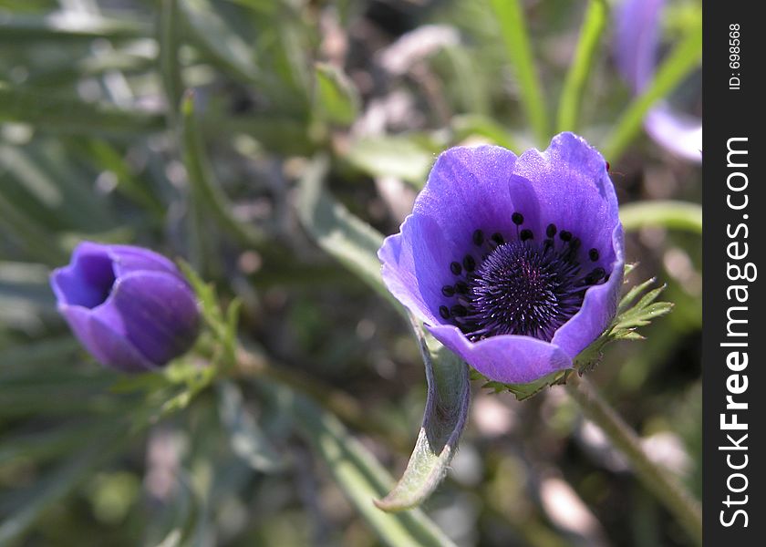 Anemone coronaria or Poppy Anemone