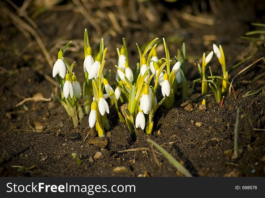 Young snowdrops
