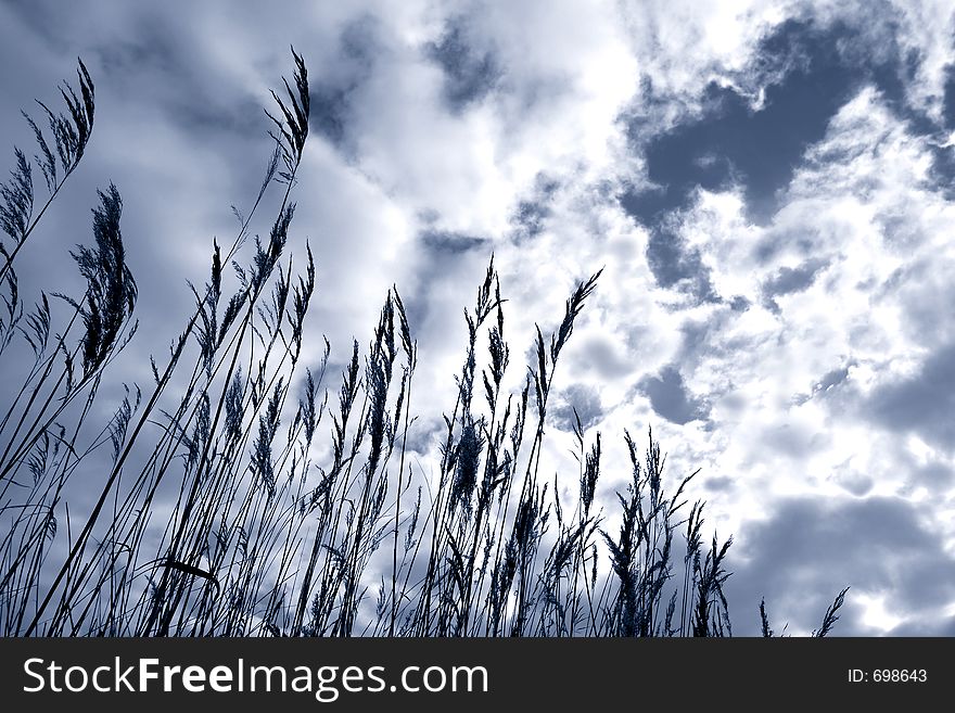 Grass against sky