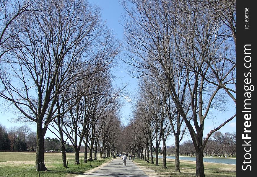 Perspective view of trees and people jogging. Perspective view of trees and people jogging
