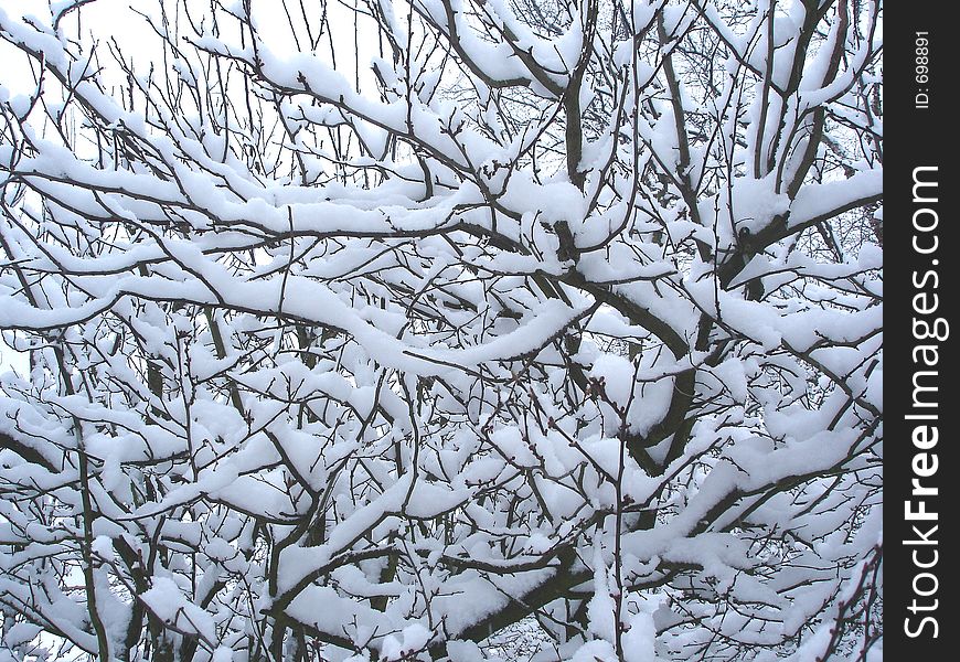 Snowy trees, it's wintertime!