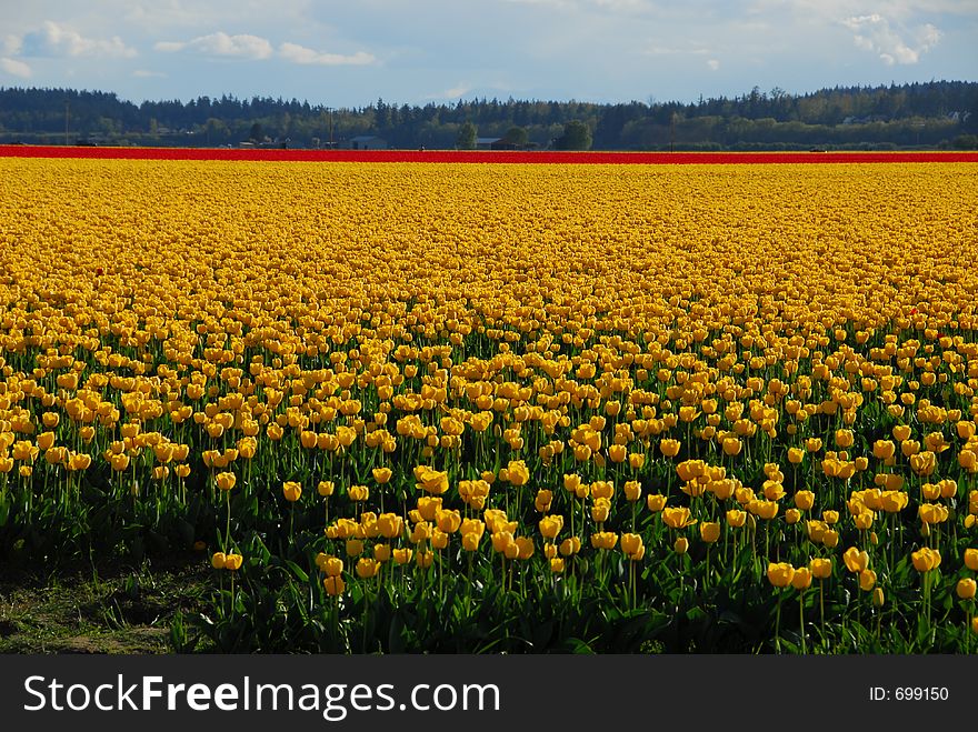 Tulip Fields. Tulip Fields